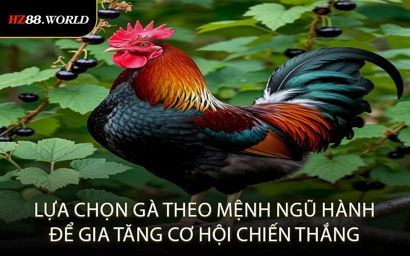 Lựa chọn gà theo mệnh ngũ hành để gia tăng cơ hội chiến thắng